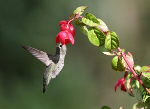 A hummingbird hovers gracefully while feeding on vibrant red fuchsia flowers.